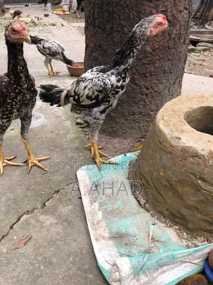 আসিল/সরালি