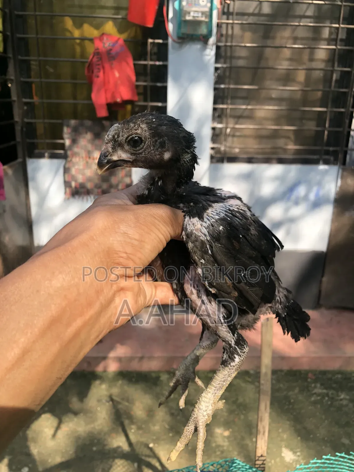 আসিল/সরালি