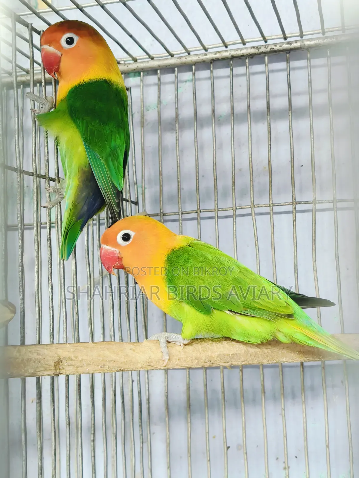 Fischer's Lovebird