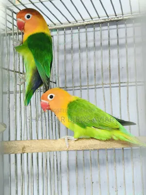 Fischer's Lovebird
