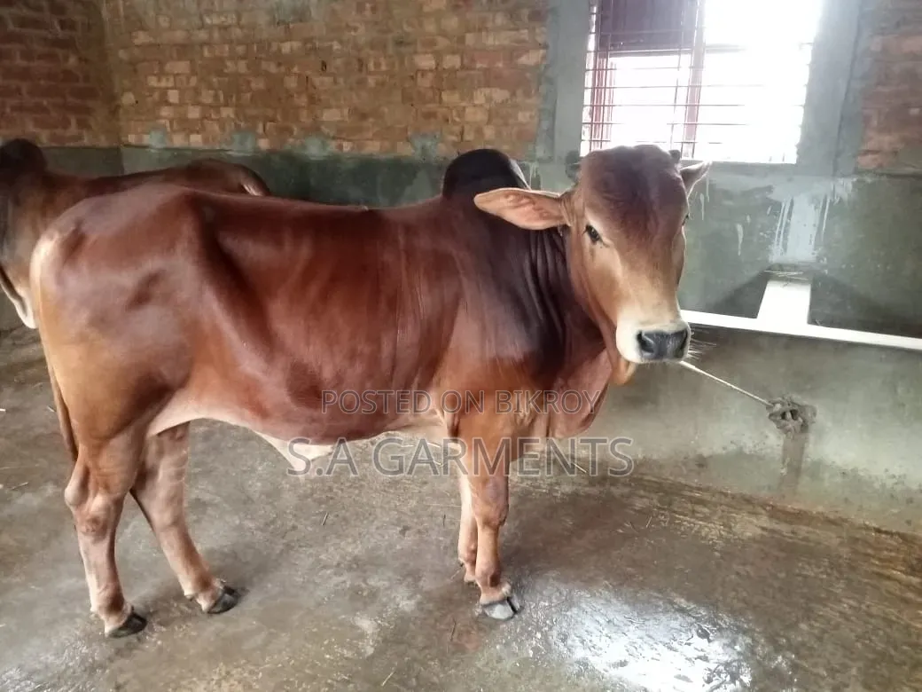শাহীওয়াল জোড়া ষাঁড়