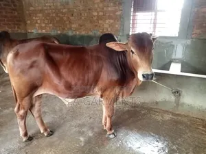 শাহীওয়াল জোড়া ষাঁড়