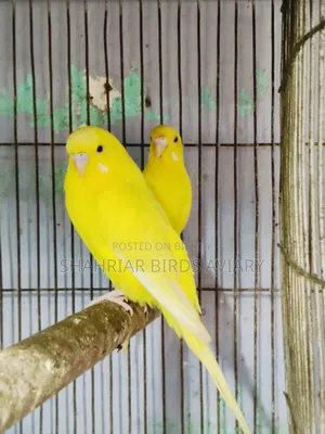 Lotino Budgerigar Bird