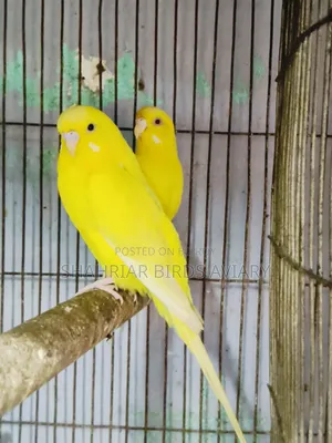 Lotino Budgerigar Bird