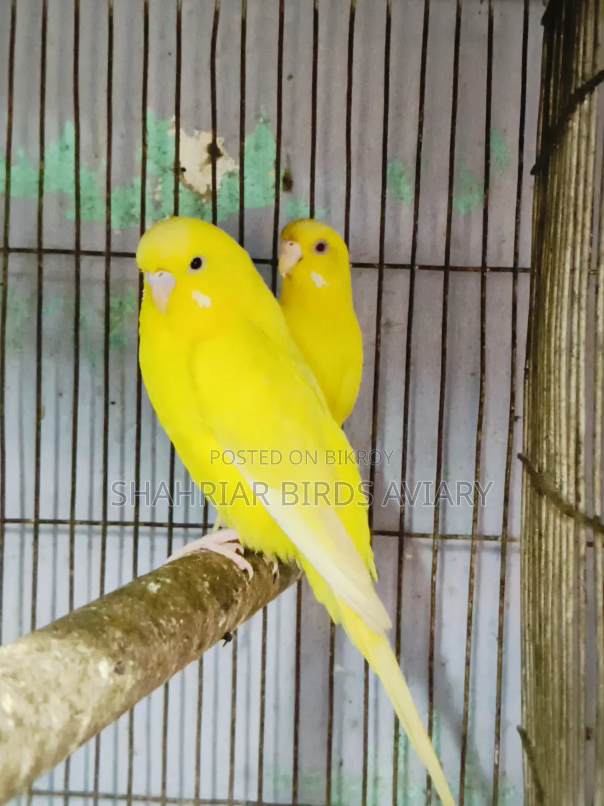 Lotino Budgerigar Bird
