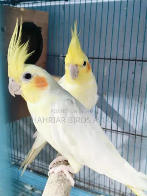 Proven Breeding Pair Lutino Cockatiel