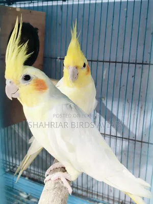 Proven Breeding Pair Lutino Cockatiel
