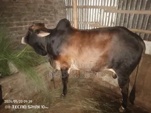 একটি গরু বিক্রয়ের বিজ্ঞপ্তি। যারা নিতে আগ্রহী তারাই যোগাযোগ করবেন।