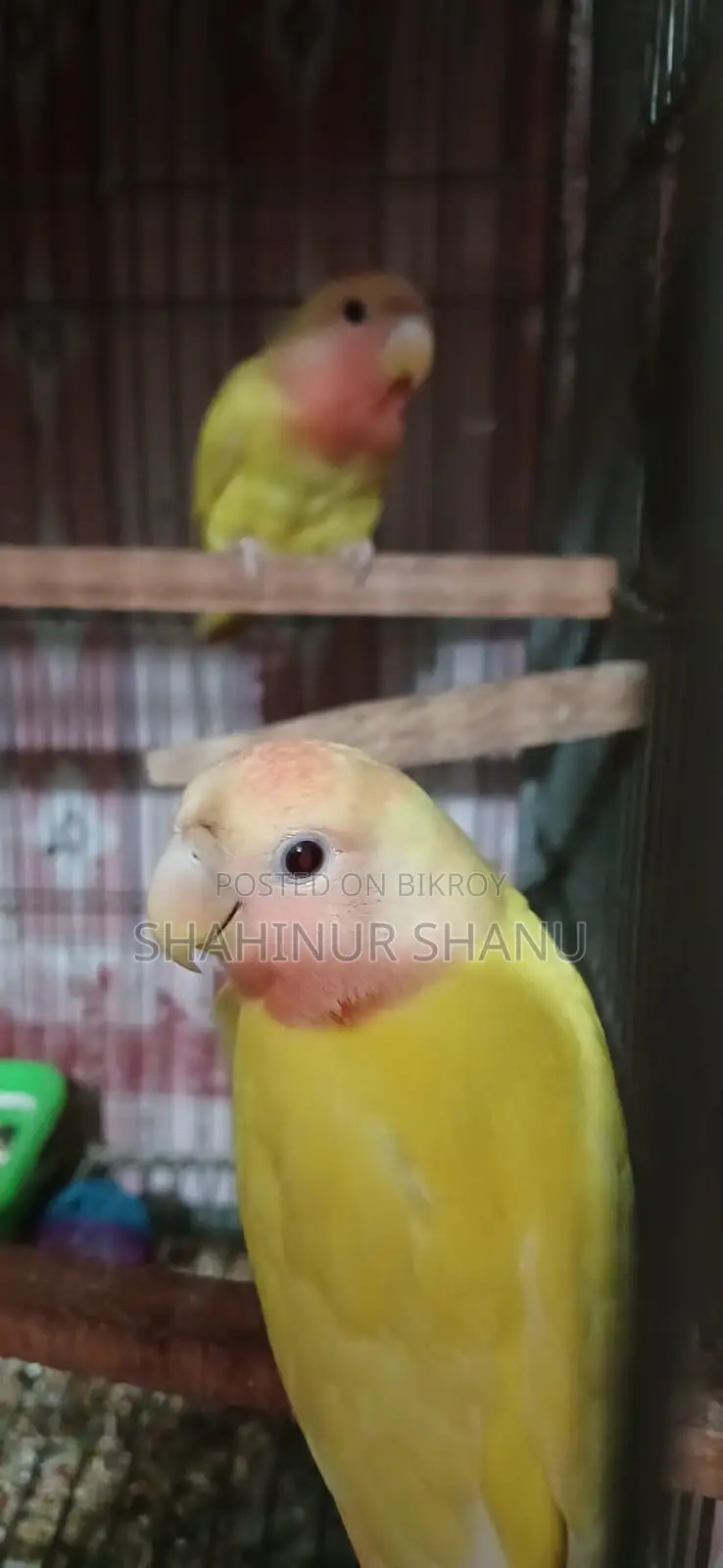 Love Birds2