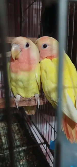 Love Birds2