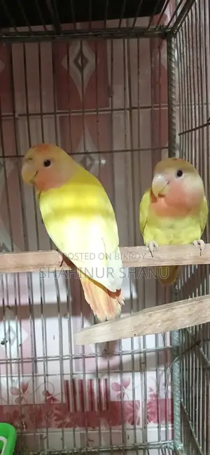 Love Birds2