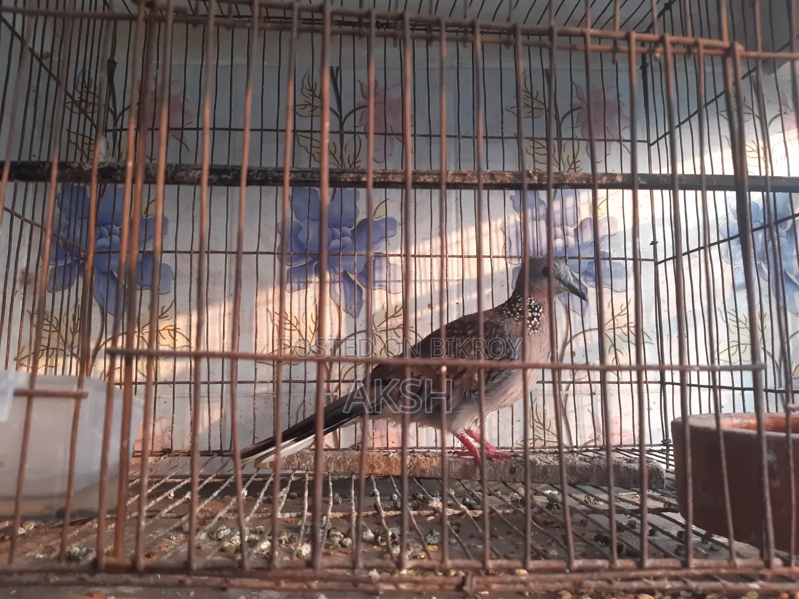 Tila Dove for Sale