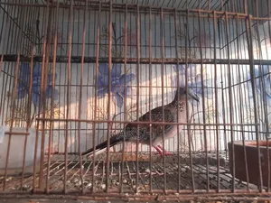 Tila Dove for Sale