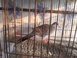 Tila Dove for Sale