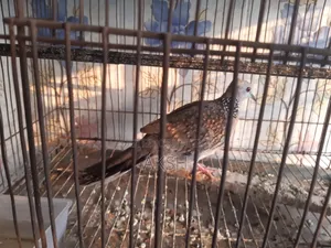 Tila Dove for Sale