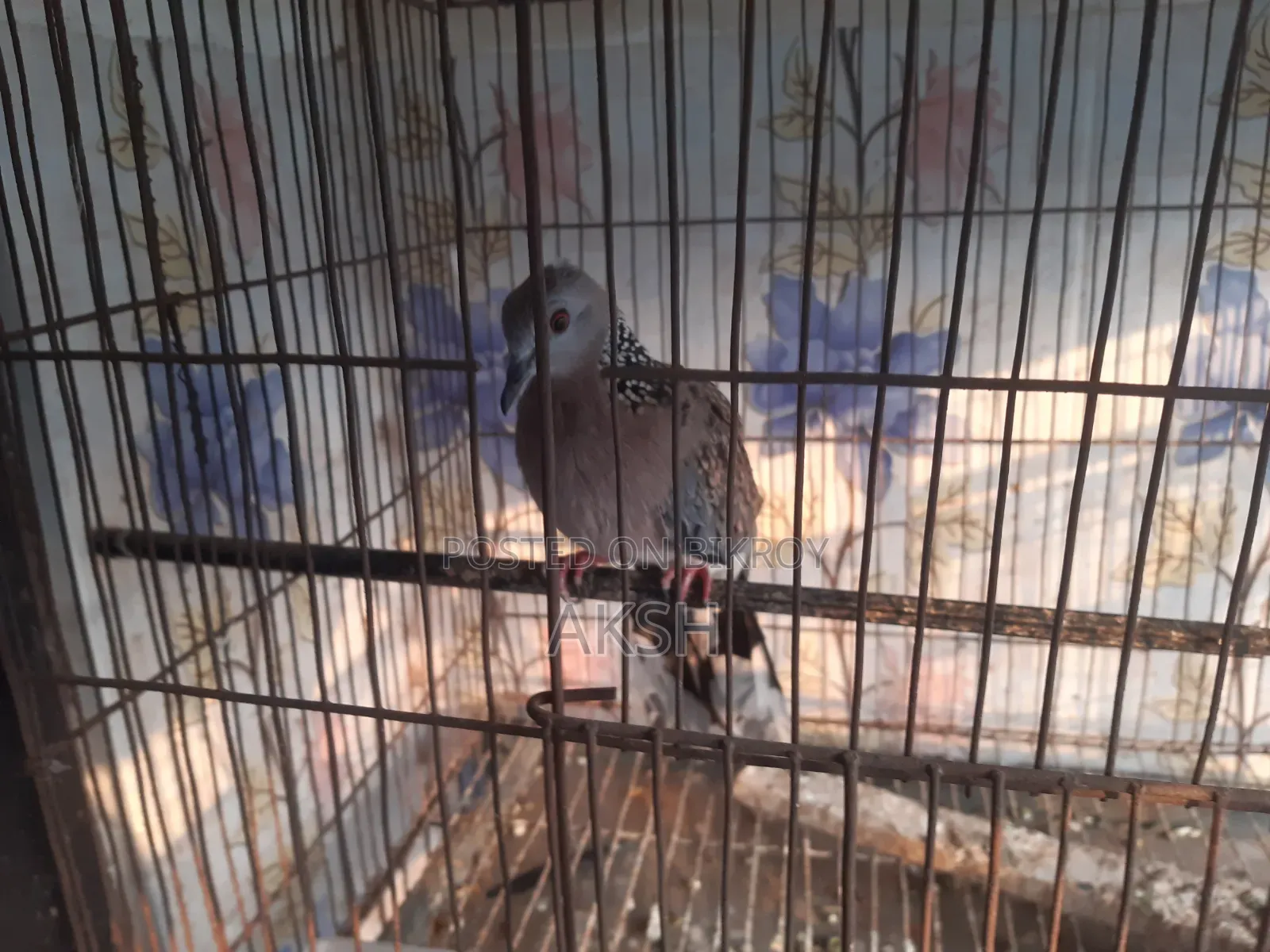 Tila Dove for Sale