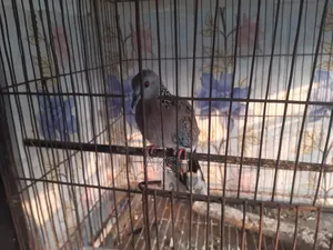 Tila Dove for Sale