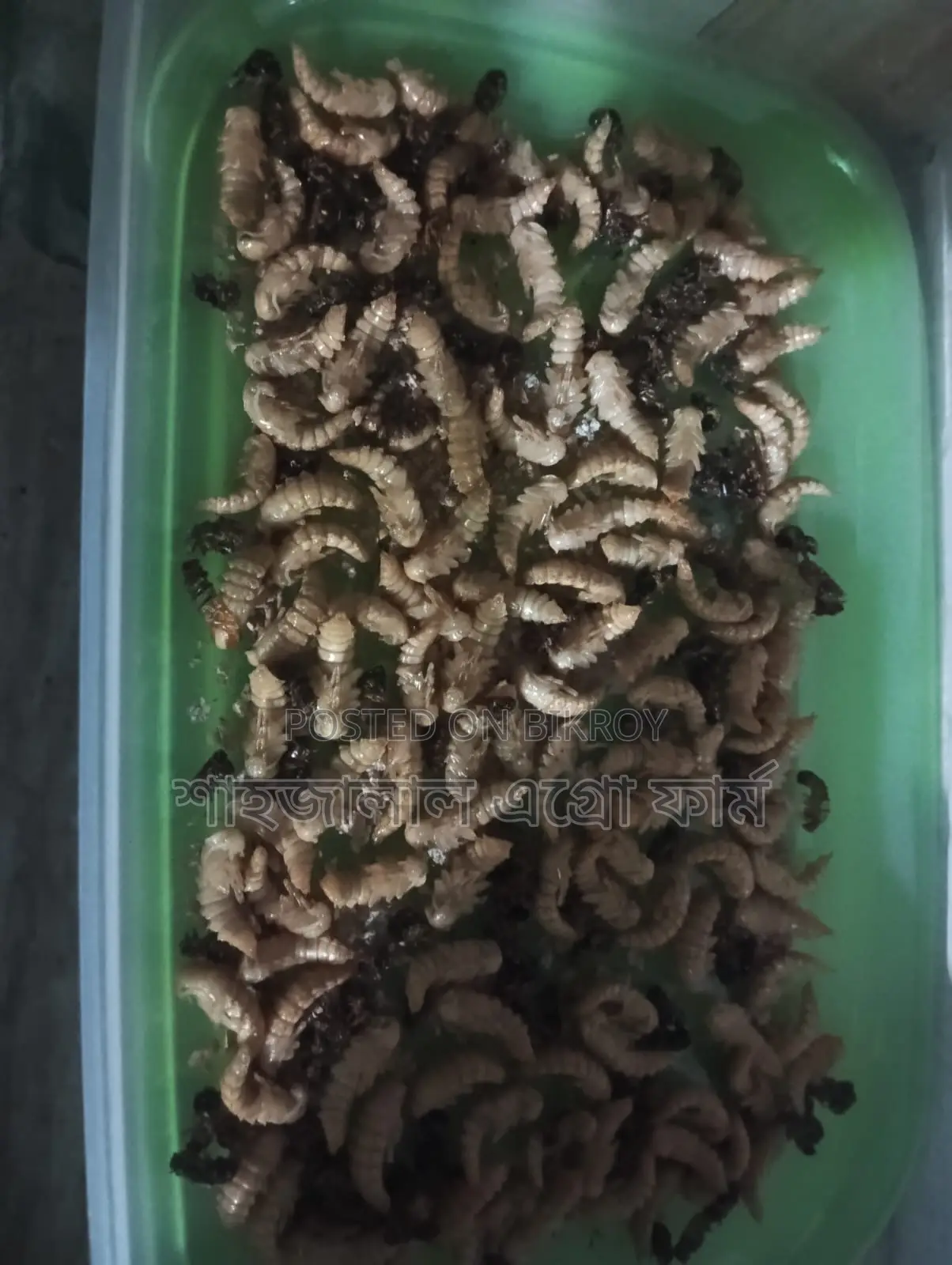 Beetle Larvae