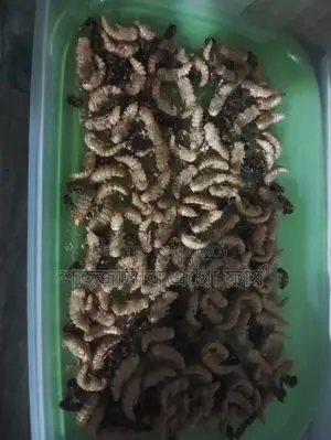 Beetle Larvae
