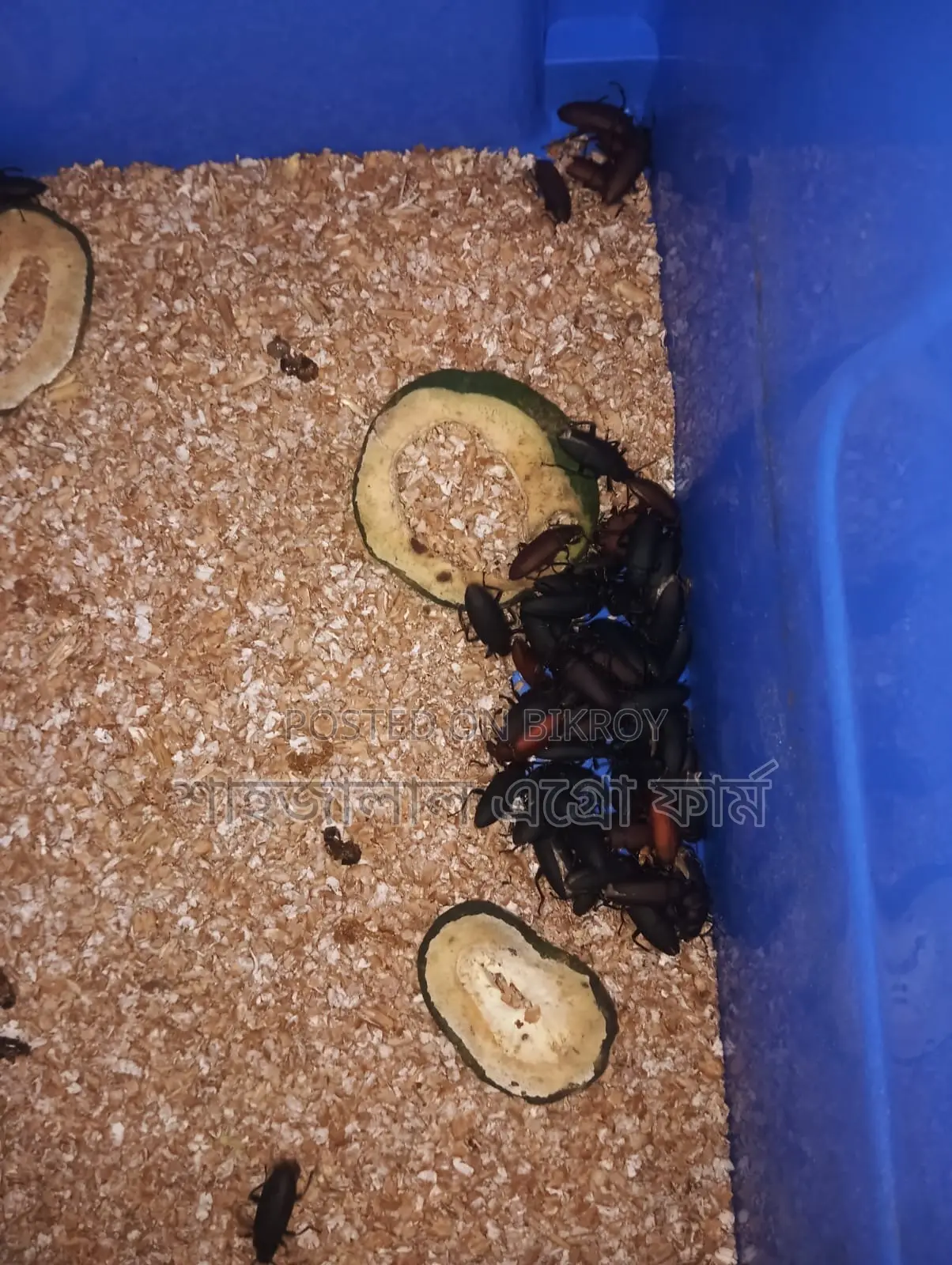 Beetle Larvae