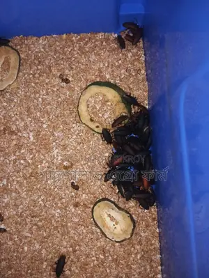Beetle Larvae