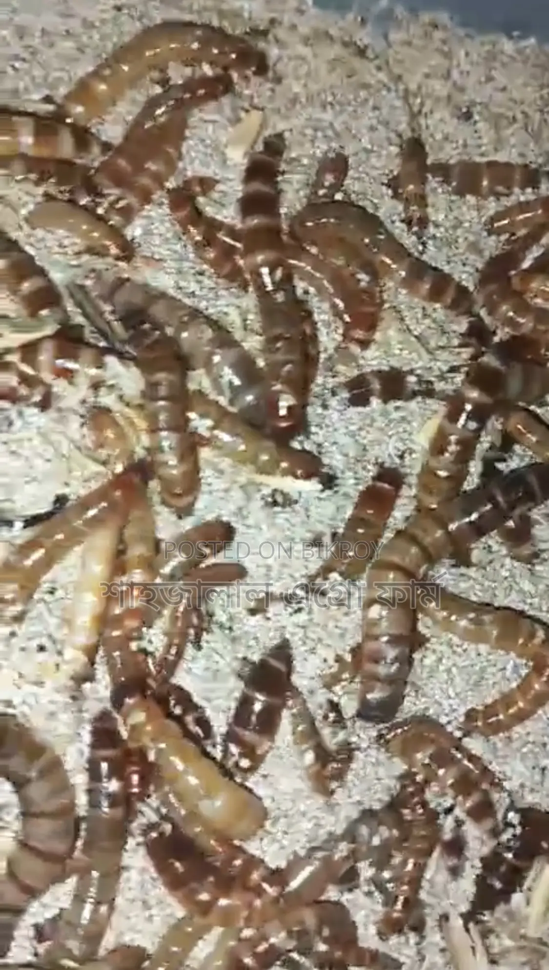 Beetle Larvae