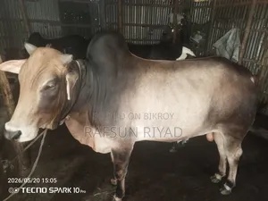একটি গরু বিক্রির বিজ্ঞপ্তি। যারা নিবেন তারাই যোগাযোগ করবেন।