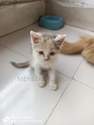 ১-৩ মাস বয়সী মিক্সড ব্রিড পার্সিয়ান