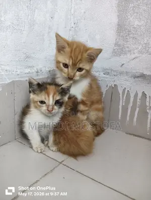 ১-৩ মাস বয়সী মিক্সড ব্রিড পার্সিয়ান
