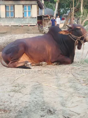 কোরবানির জন্য গরু