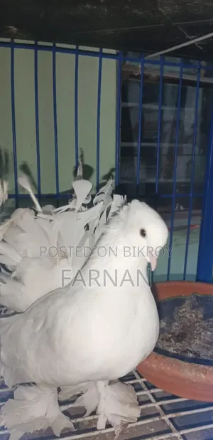 Lakkha Pigeon Pair