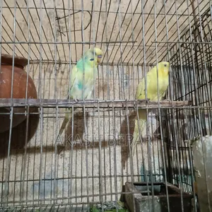 Selling a Pair of Running Lutino Red Eye Birds