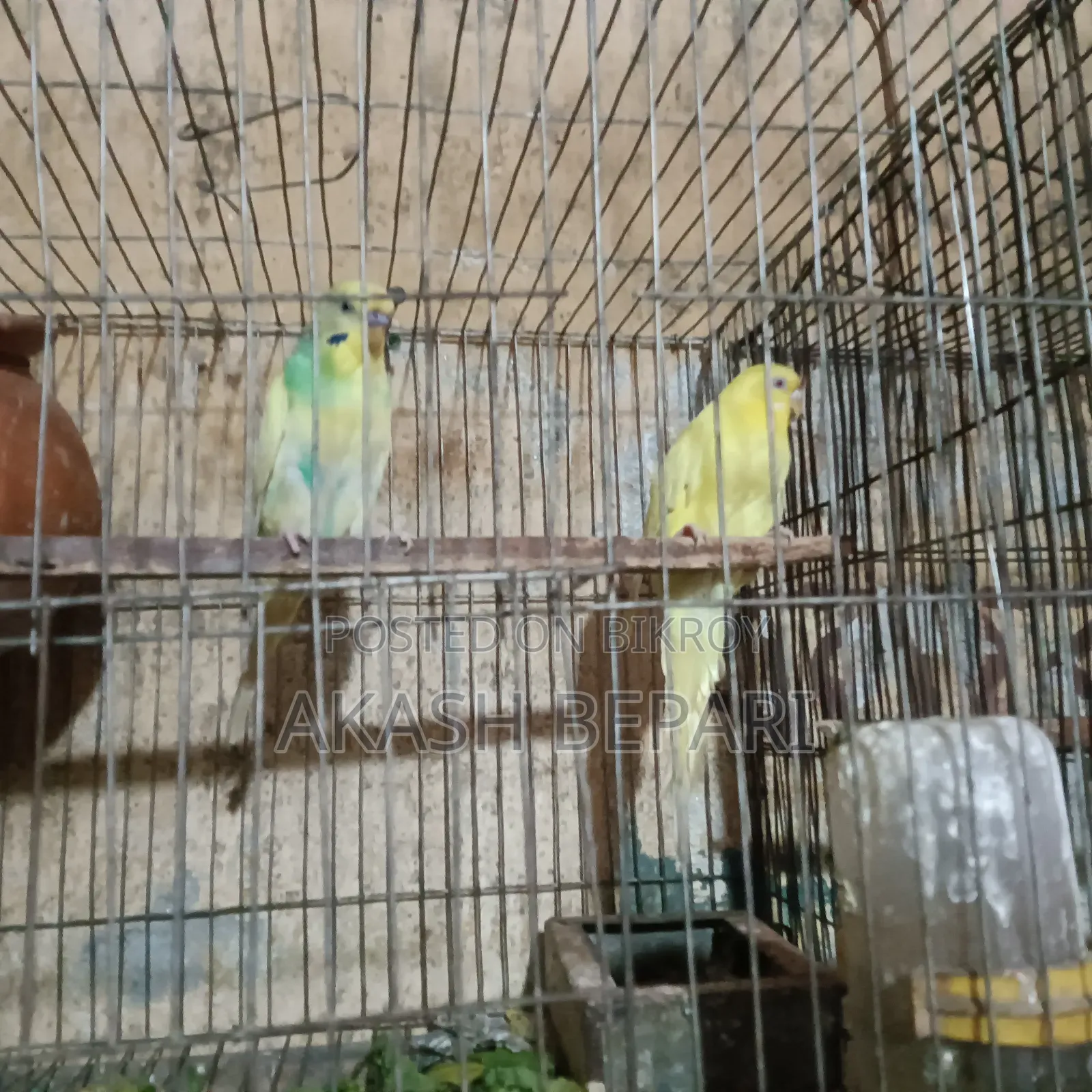Selling a Pair of Running Lutino Red Eye Birds