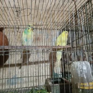 Selling a Pair of Running Lutino Red Eye Birds
