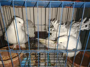 Lakkha Pigeon Pair