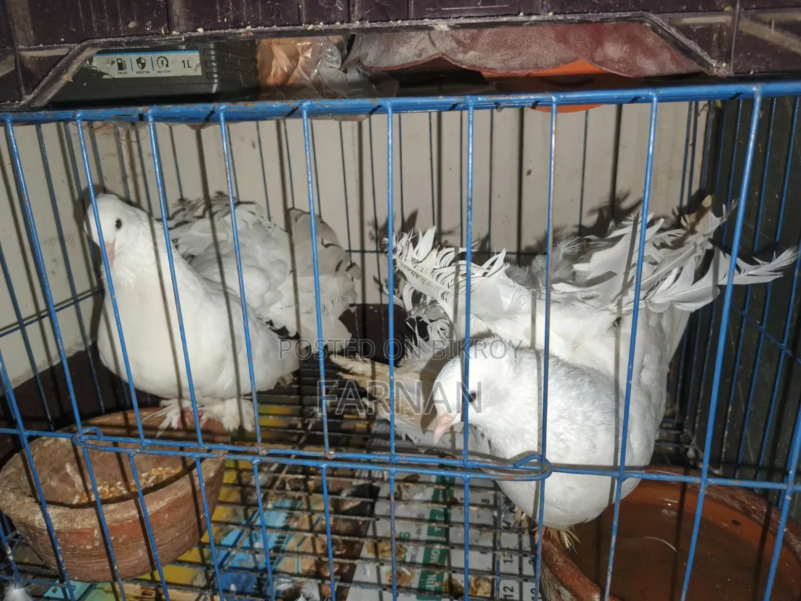 Lakkha Pigeon Pair