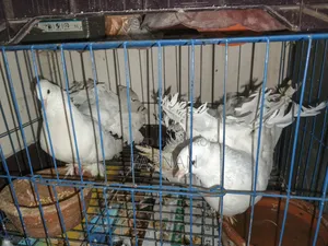 Lakkha Pigeon Pair