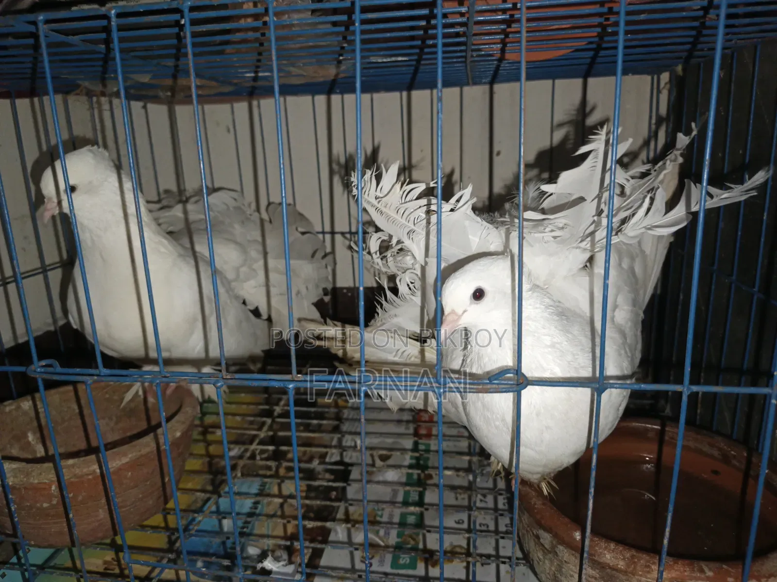 Lakkha Pigeon Pair