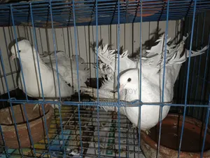 Lakkha Pigeon Pair