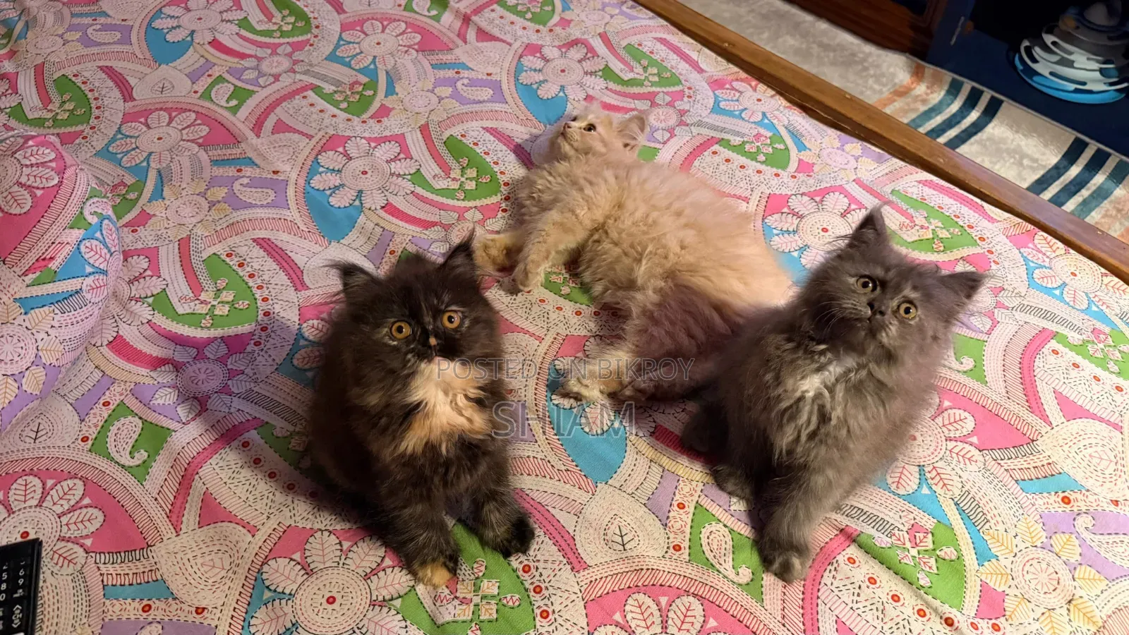 1-3 months Female Purebred Persian