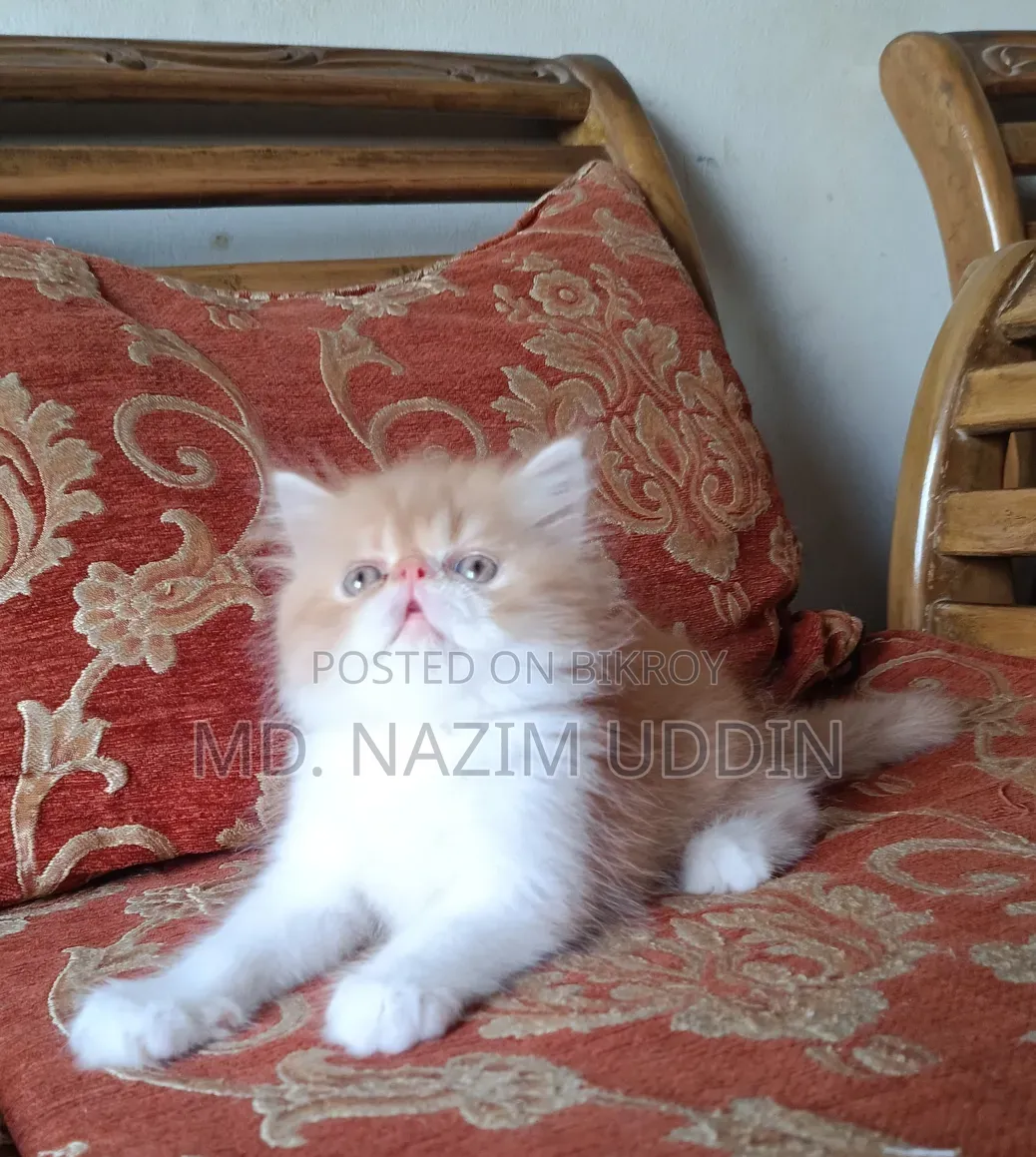 1-3 Months Male Purebred Persian