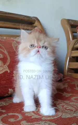 1-3 Months Male Purebred Persian