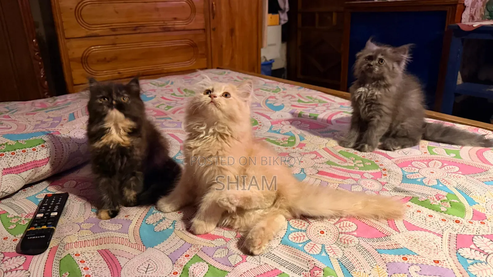1-3 months Female Purebred Persian