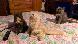 1-3 months Female Purebred Persian