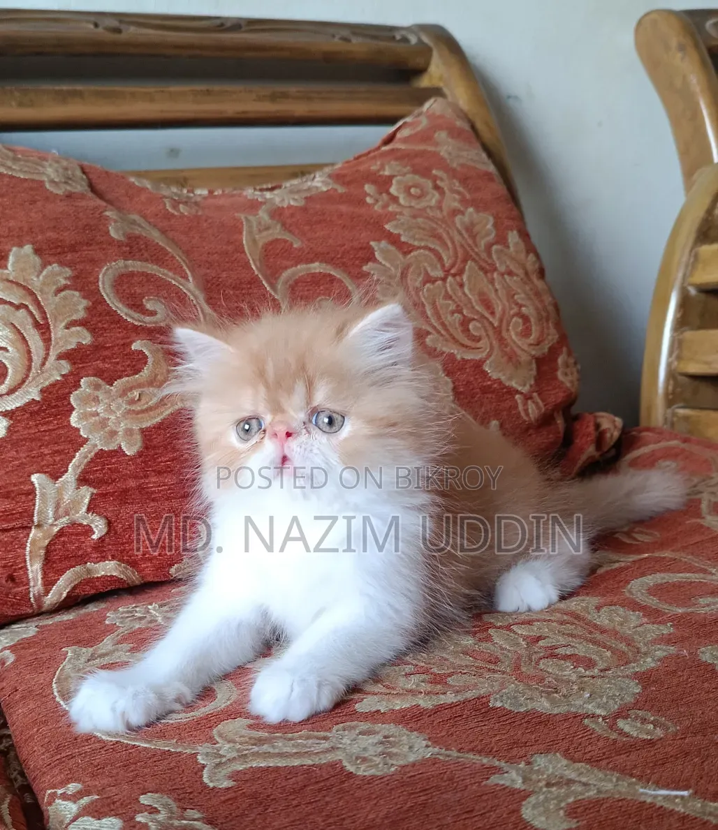 1-3 Months Male Purebred Persian