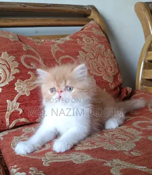 1-3 Months Male Purebred Persian