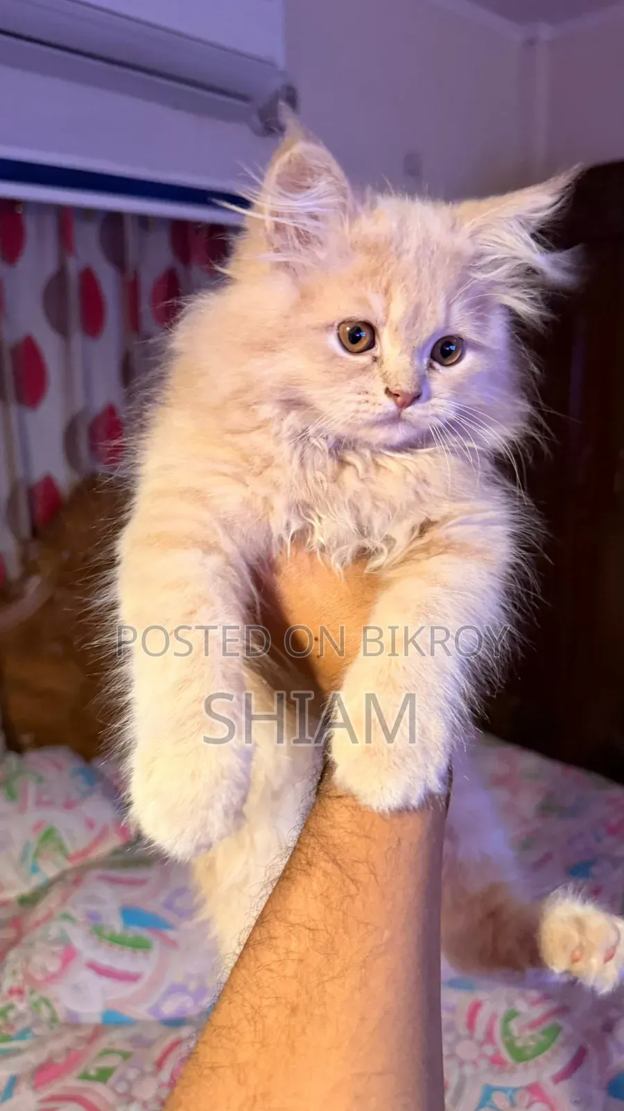 1-3 months Female Purebred Persian
