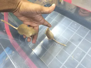 Mongolian Gerbil
