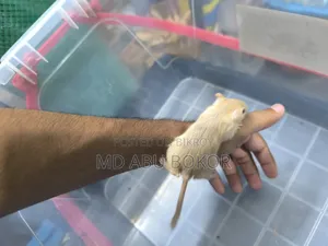 Mongolian Gerbil
