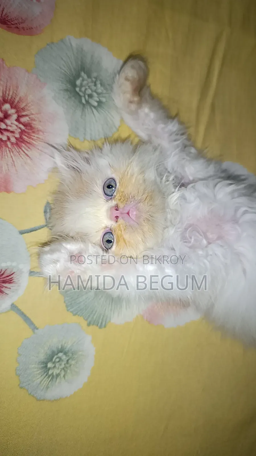1-3 Months Female Purebred Exotic